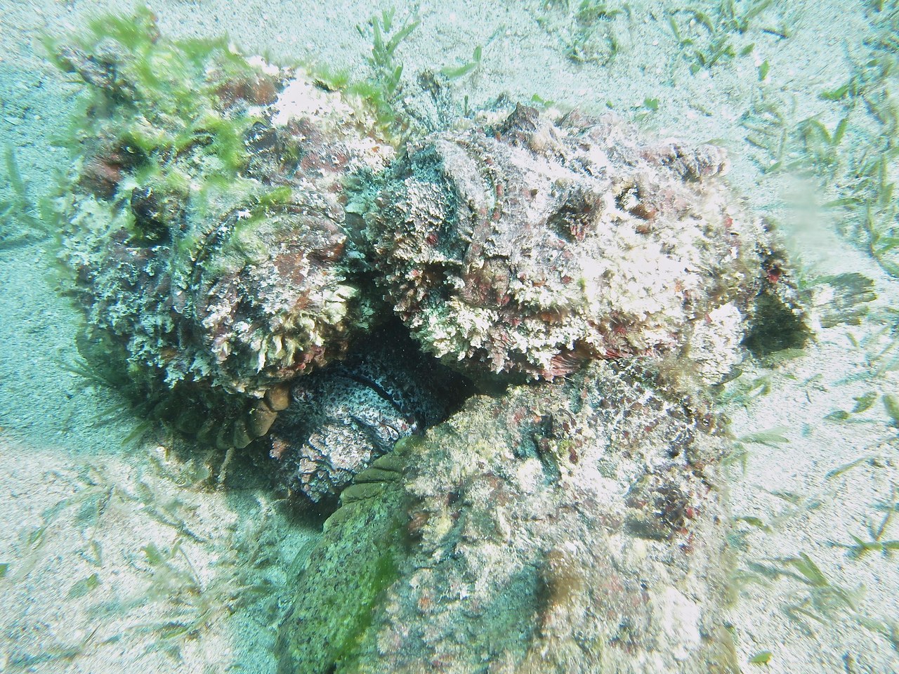 Reef stonefish — photograph