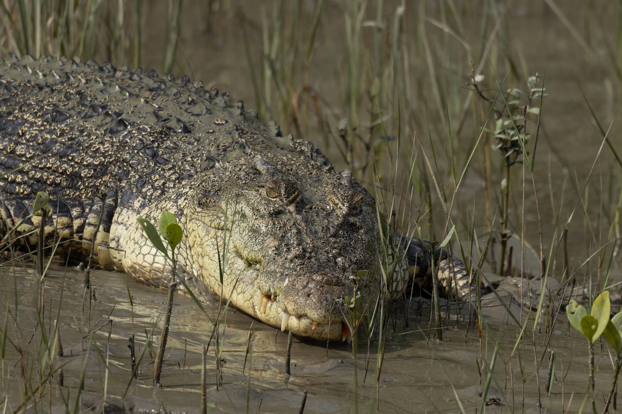 Saltwater crocodile — photograph