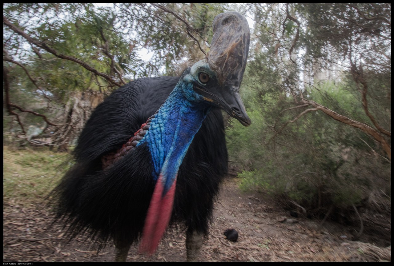 Southern cassowary — photograph