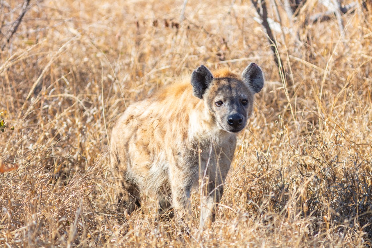 Spotted hyena — photograph