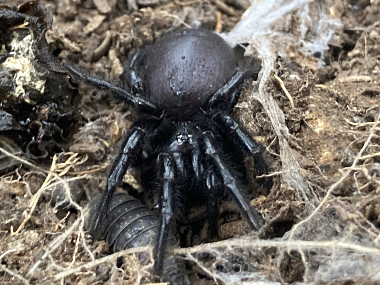 Sydney funnel-web spider — photograph