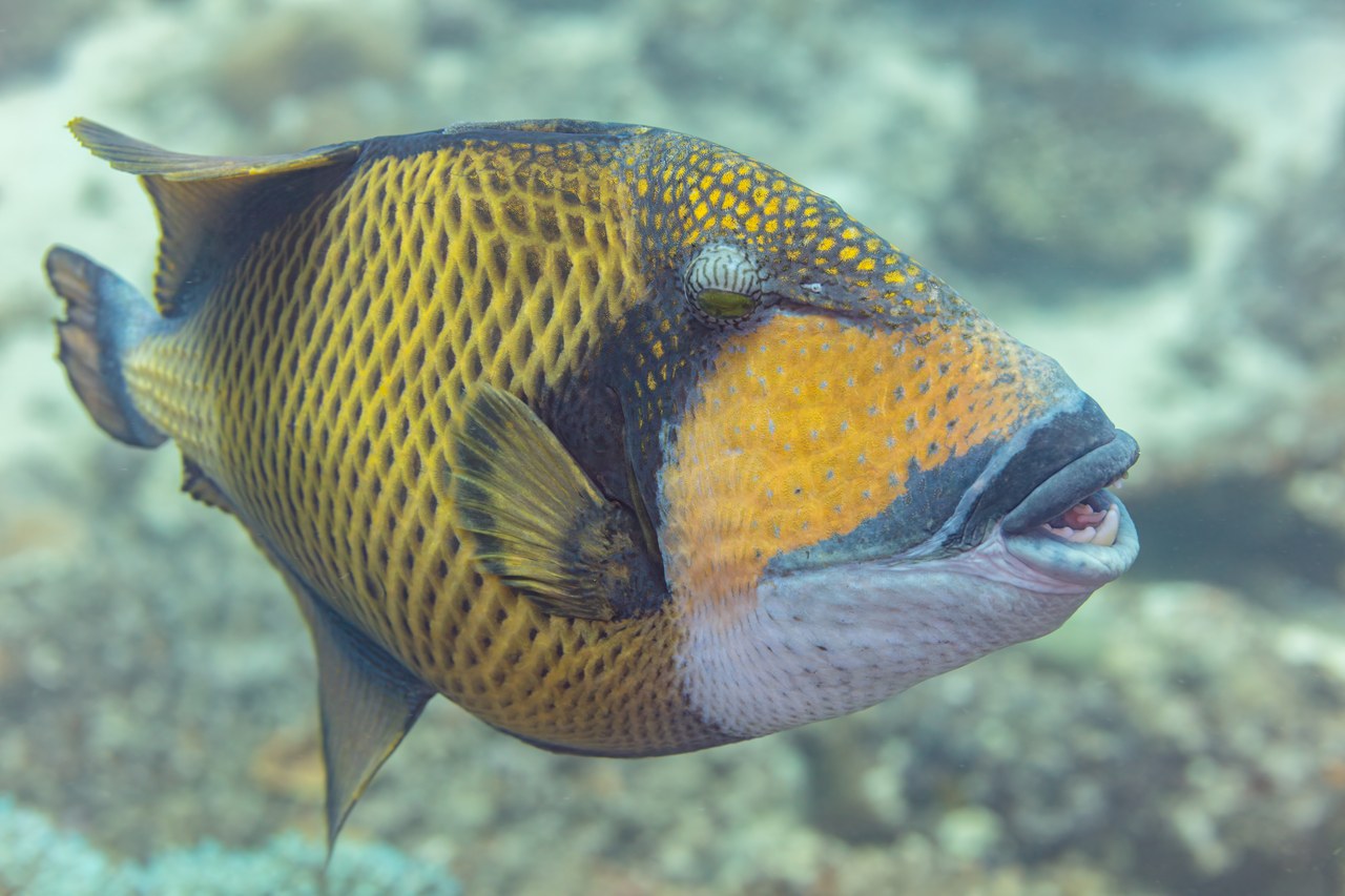 Titan triggerfish — photograph