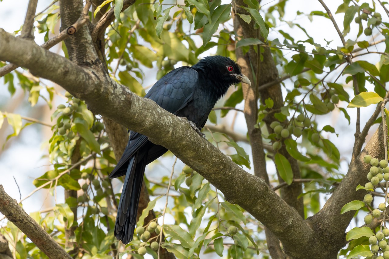 Asian koel — photograph