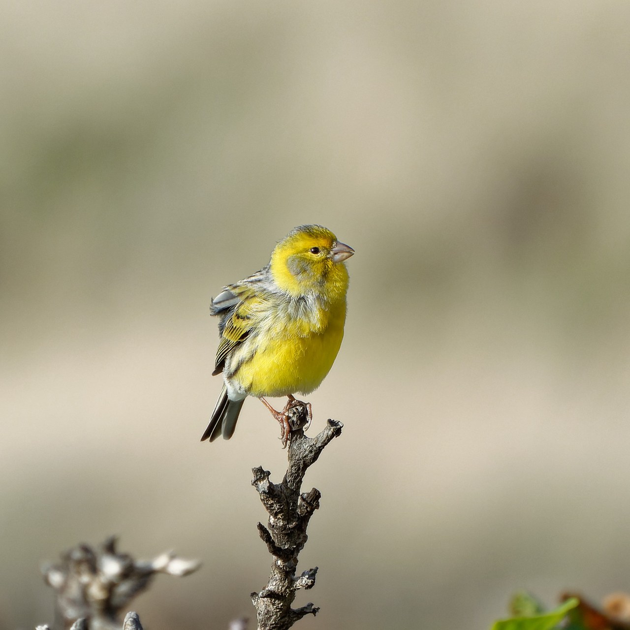 Atlantic canary — photograph