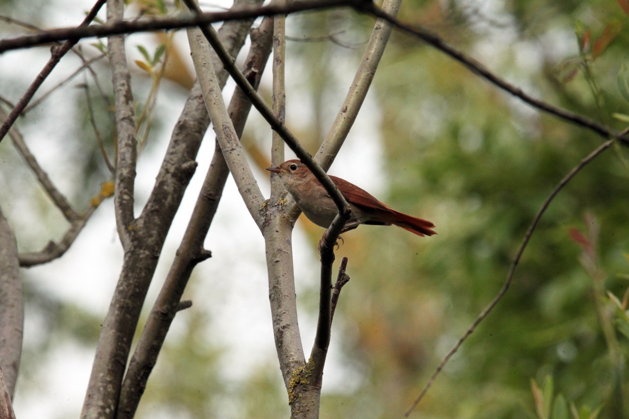 Common nightingale — photograph