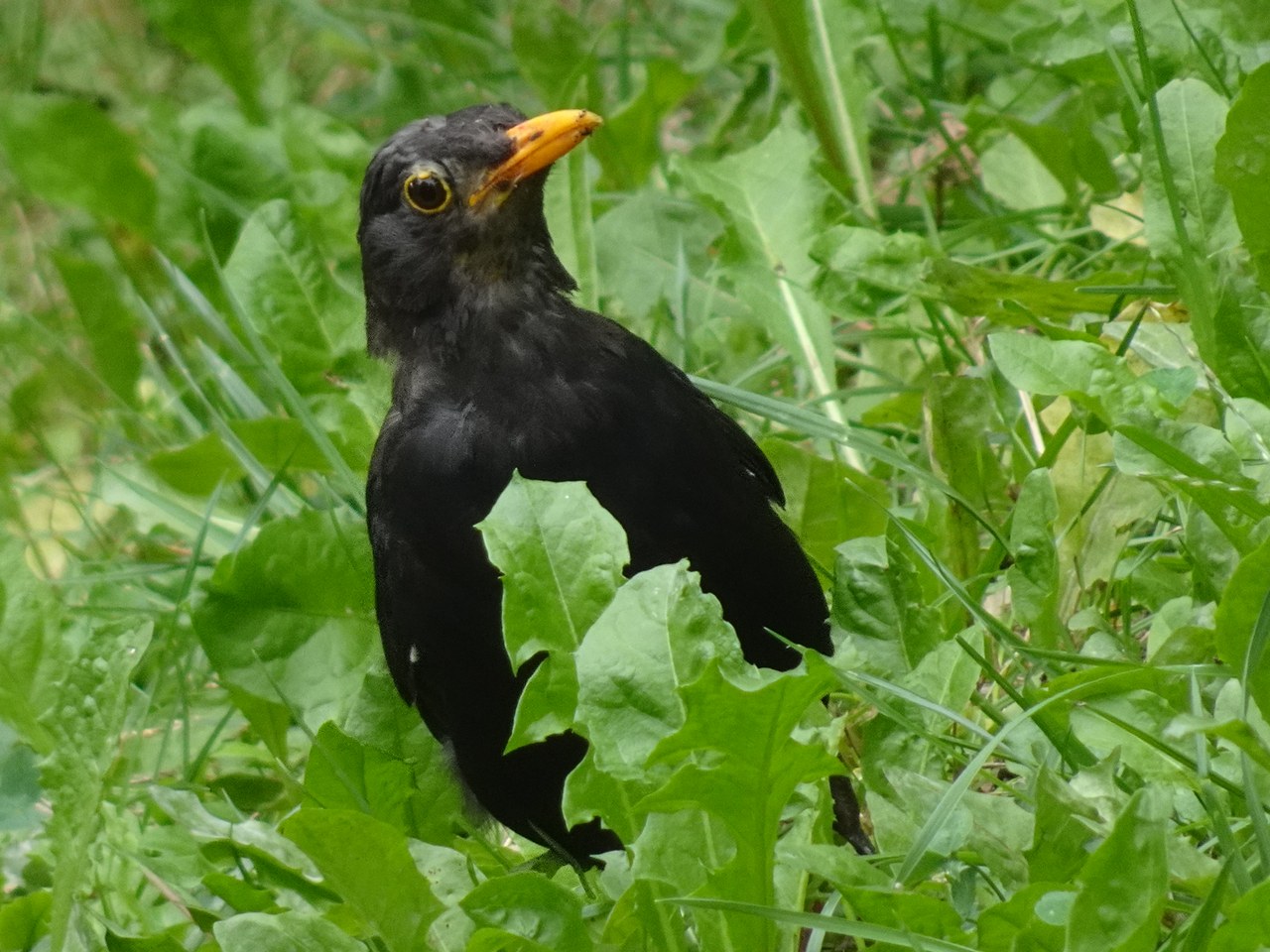 Eurasian blackbird — photograph