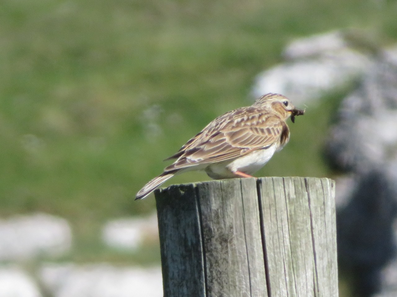 Eurasian skylark — photograph