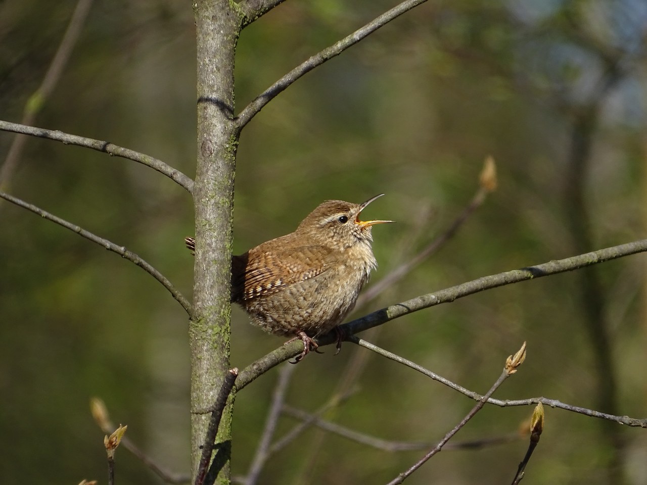 Eurasian wren — photograph