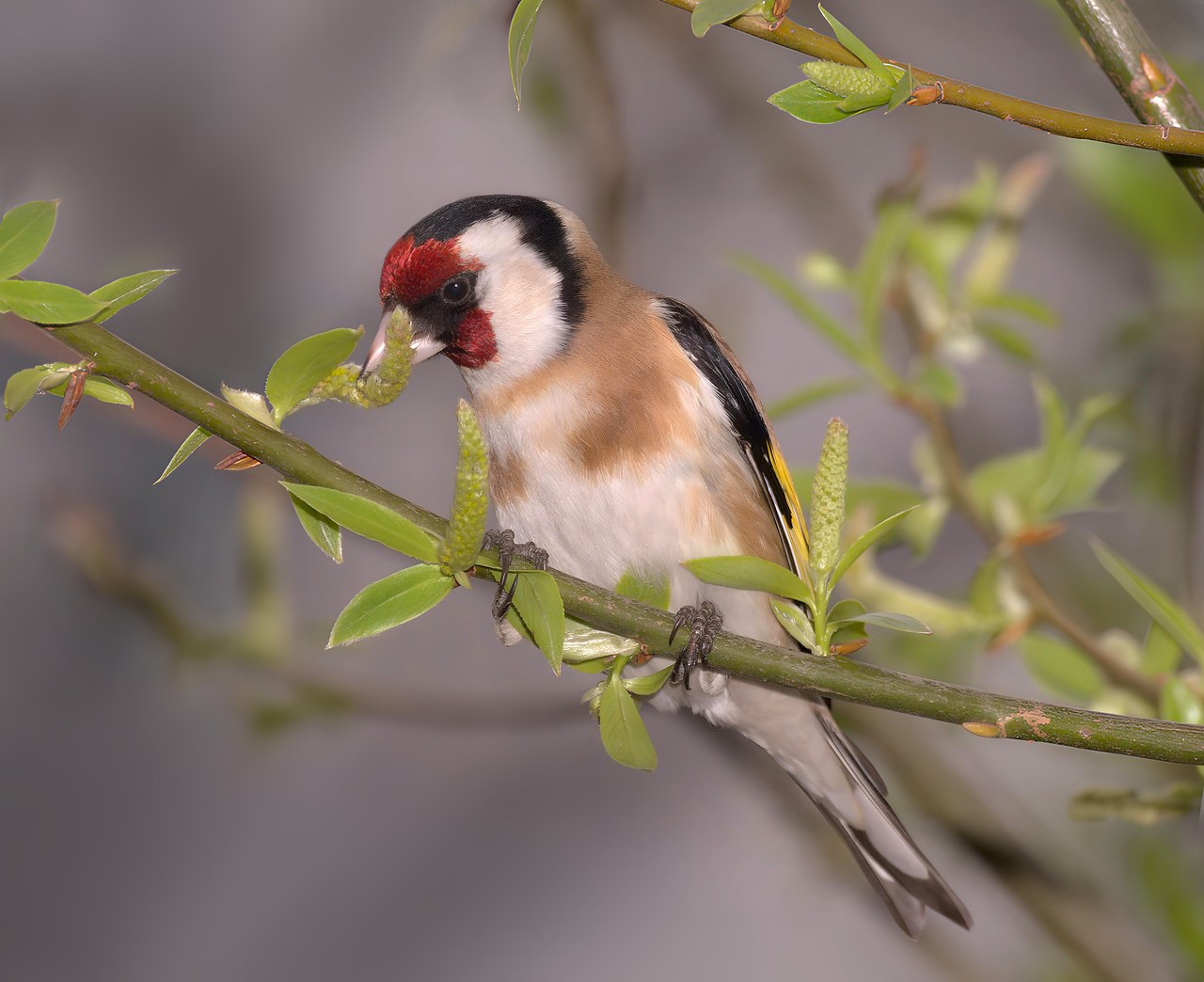 European goldfinch — photograph