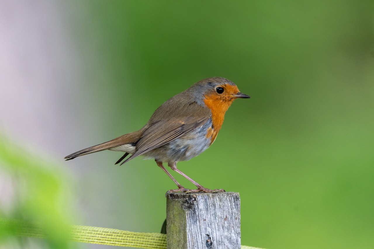 European robin — photograph