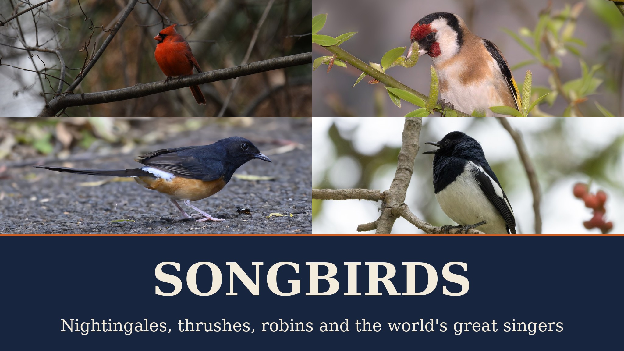 Songbirds — VisitBest cover