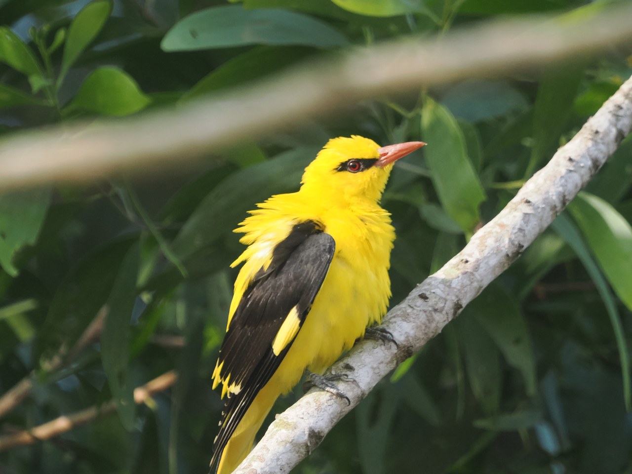 Indian golden oriole — photograph