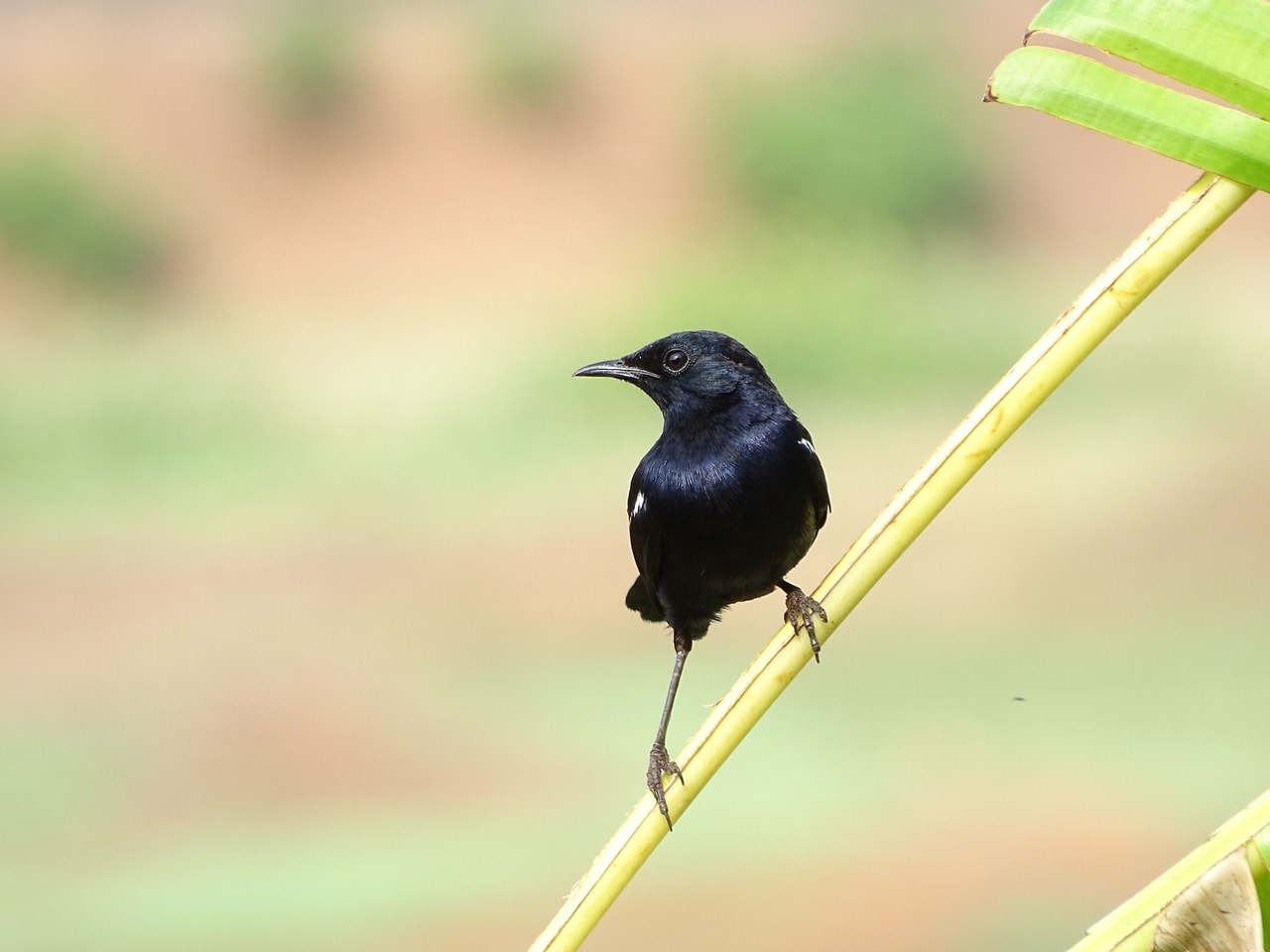 Indian robin — photograph