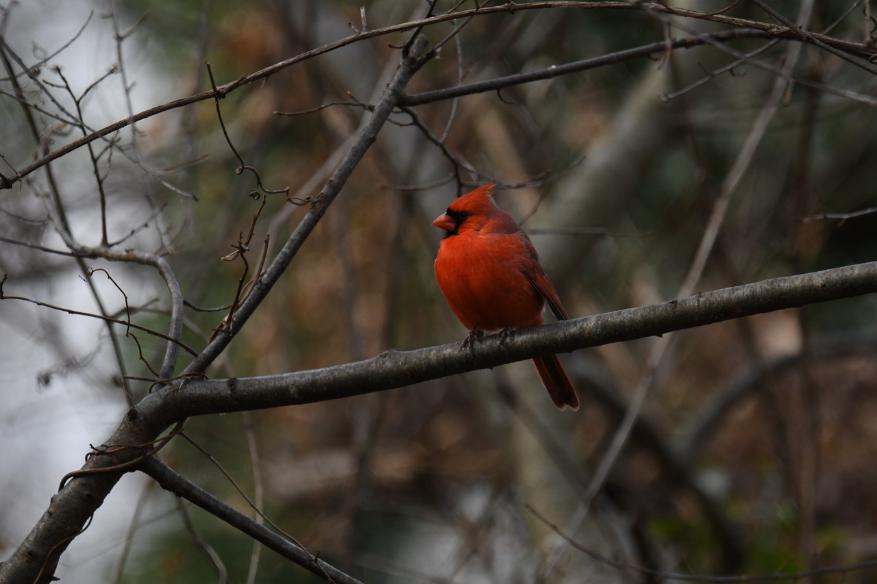 Northern cardinal — photograph