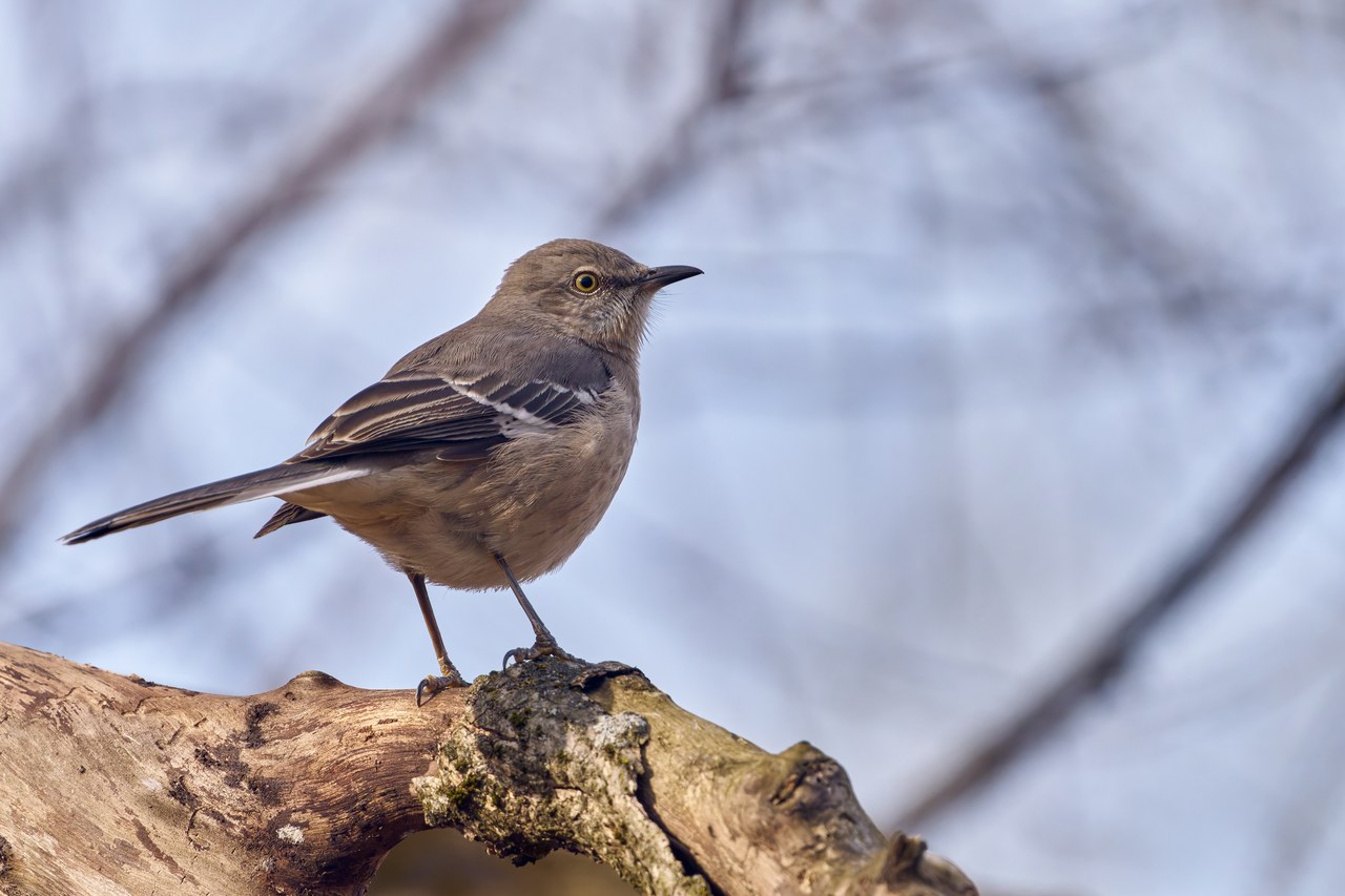 Northern mockingbird — photograph