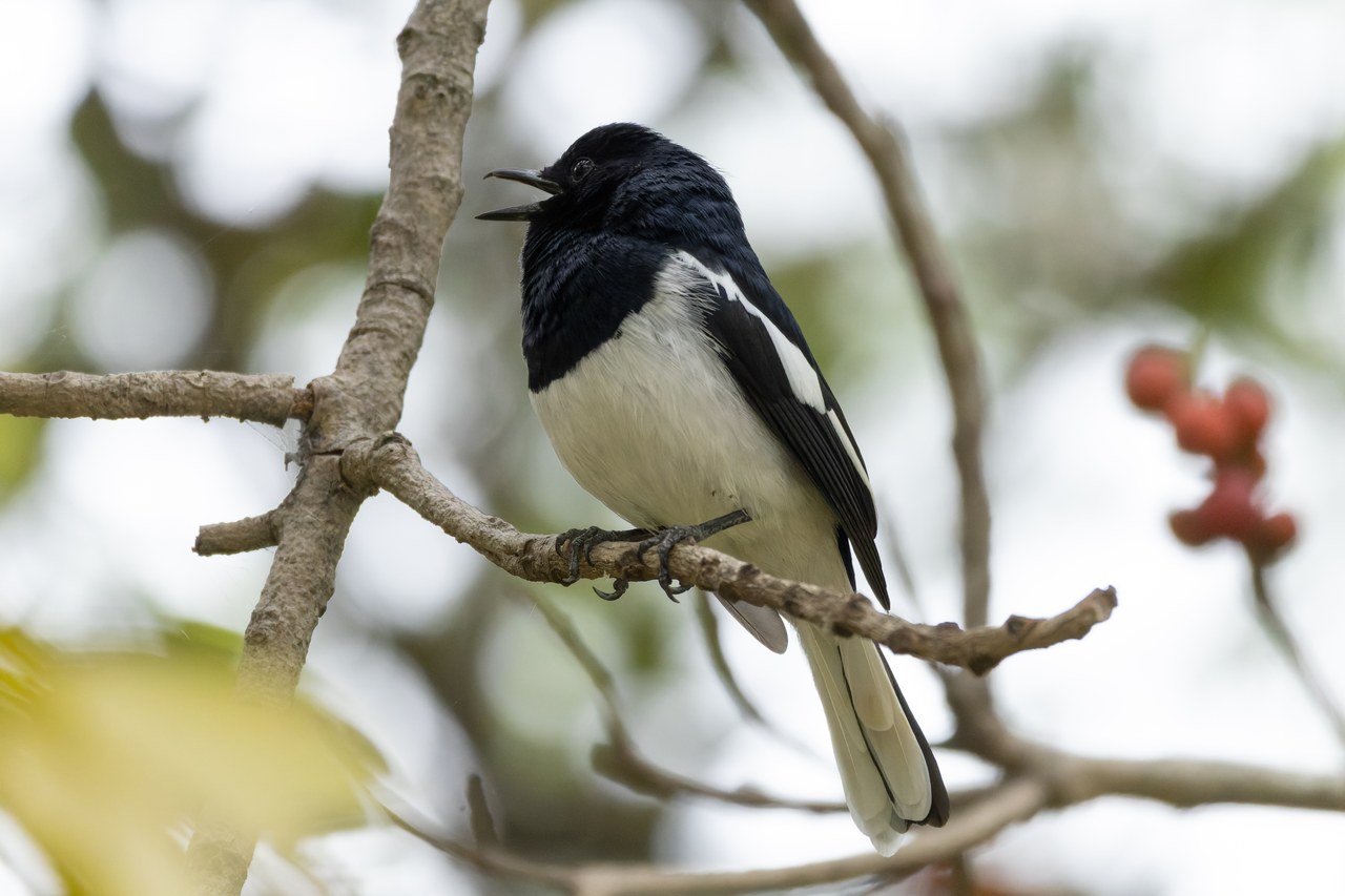 Oriental magpie-robin — photograph
