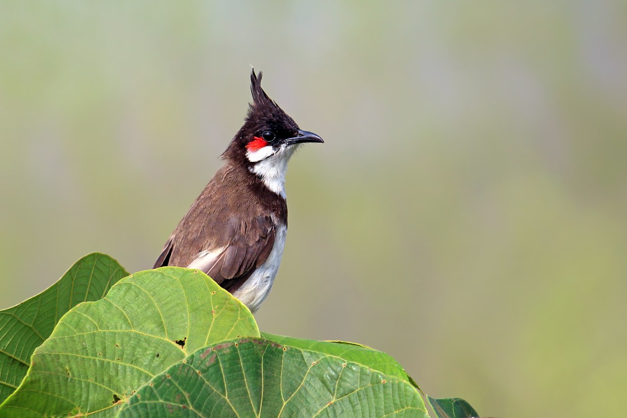 Red-whiskered bulbul — photograph