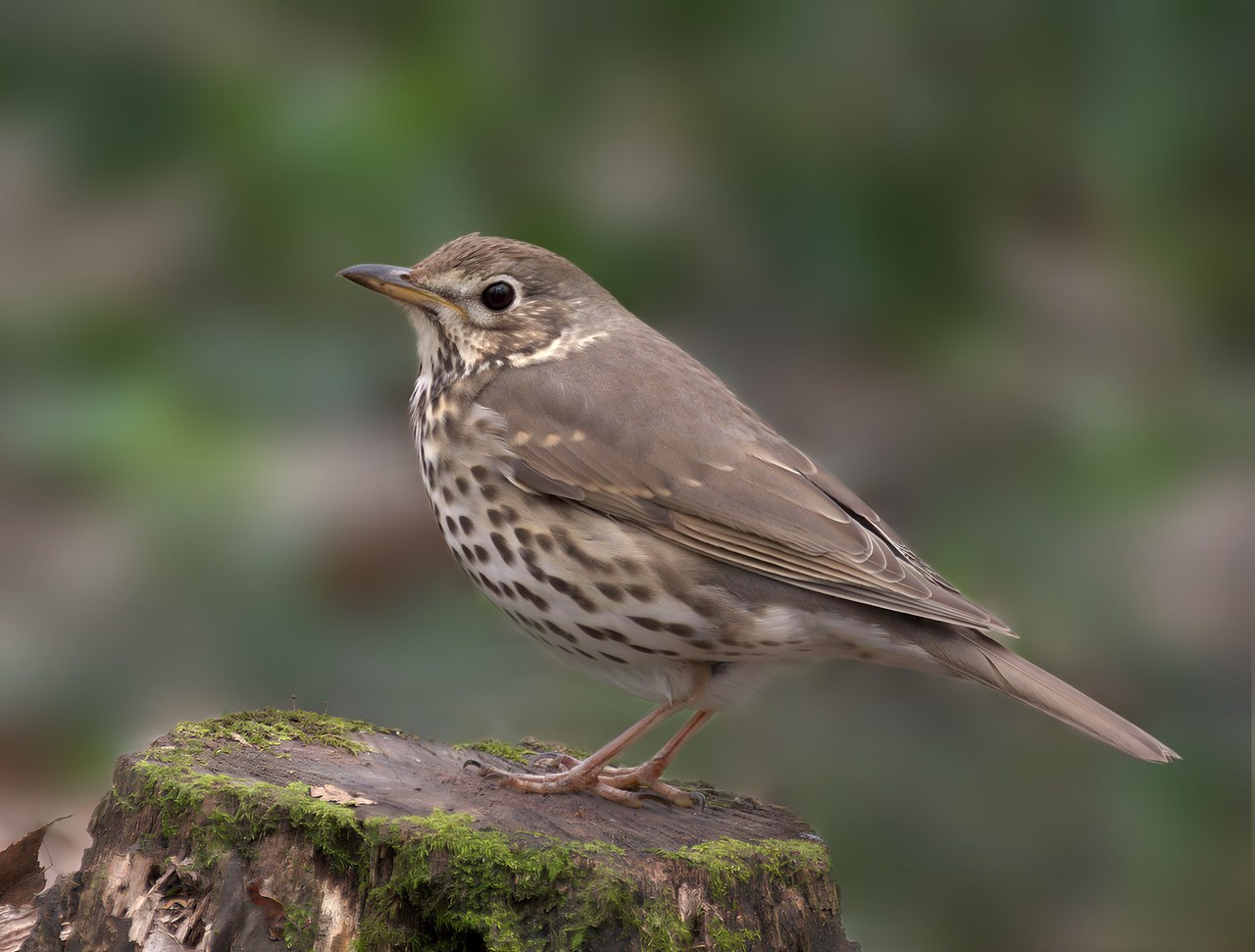 Song thrush — photograph