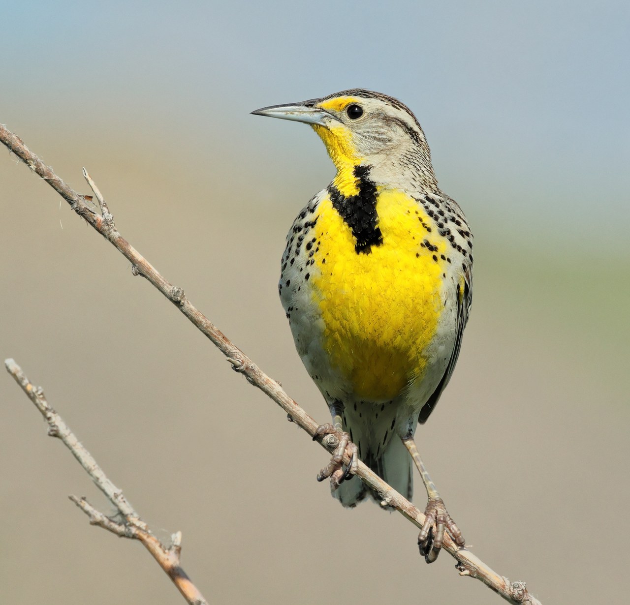 Western meadowlark — photograph