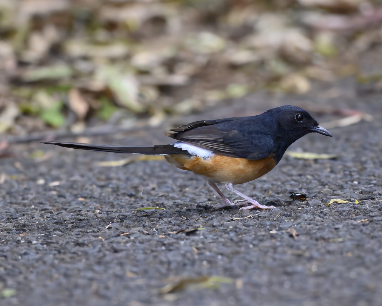 White-rumped shama — photograph