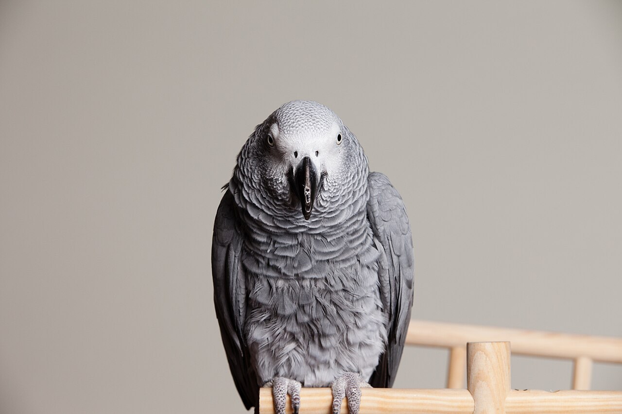 African grey parrot — photograph