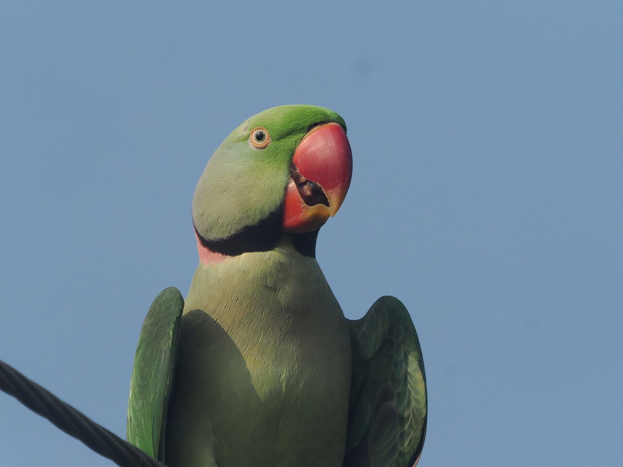 Alexandrine parakeet — photograph