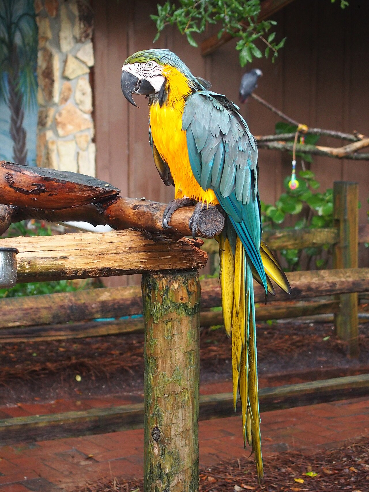 Blue-and-gold macaw — photograph
