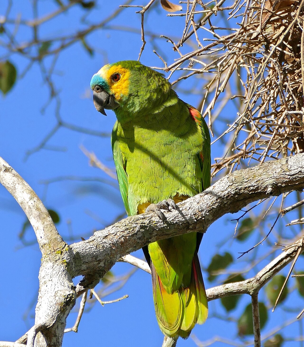 Blue-fronted amazon — photograph