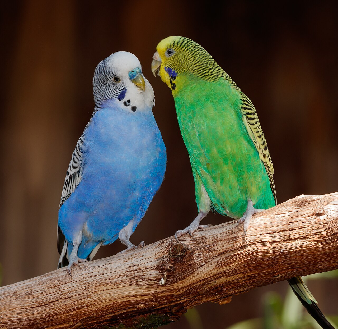 Budgerigar — photograph