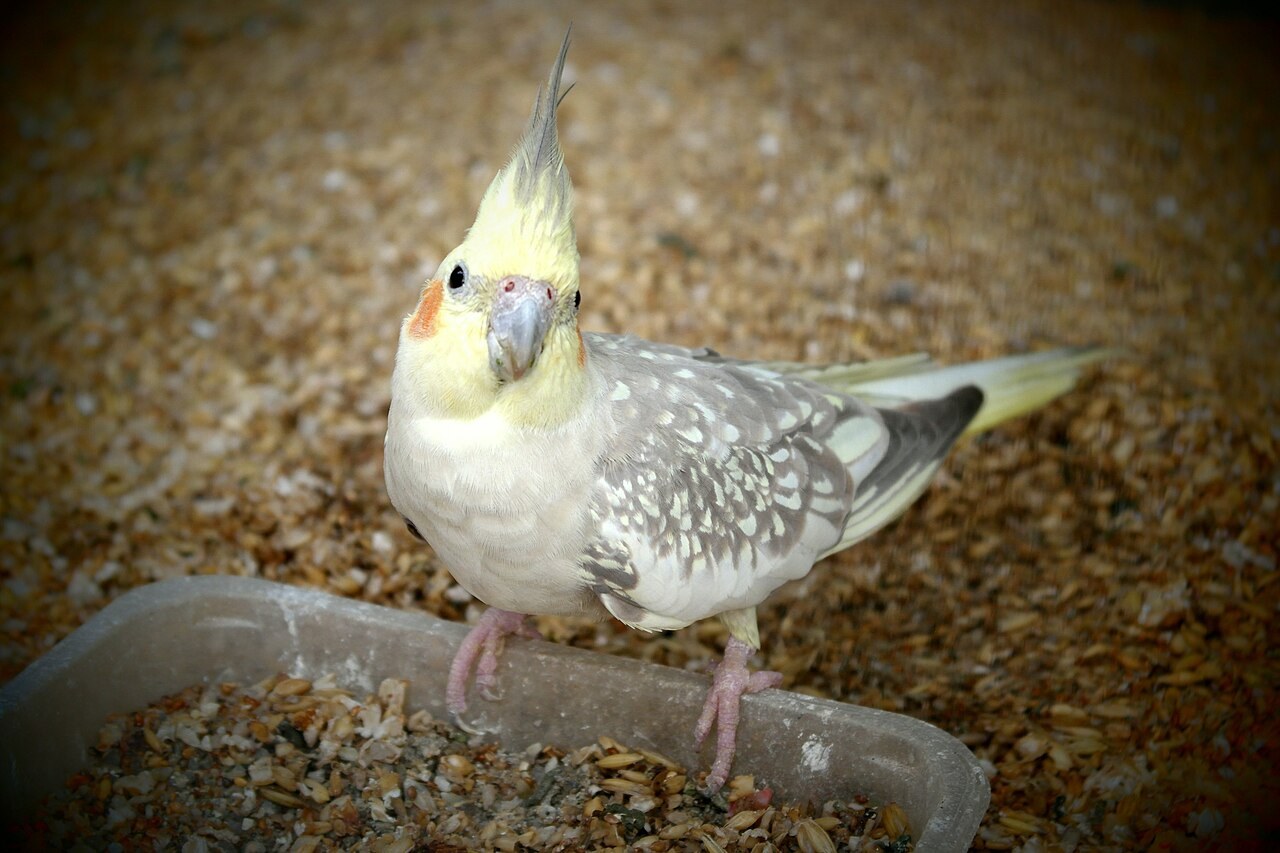 Cockatiel — photograph
