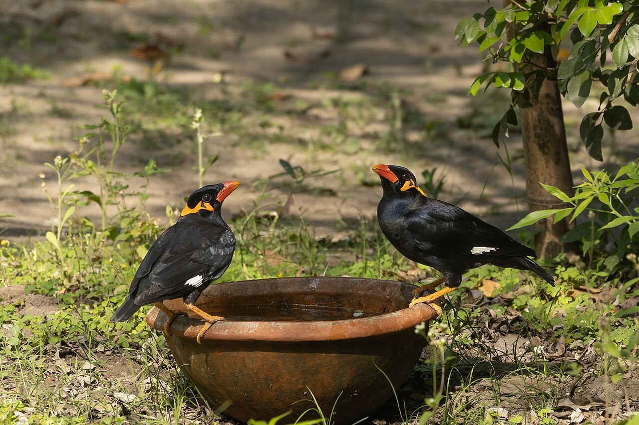 Common hill myna — photograph