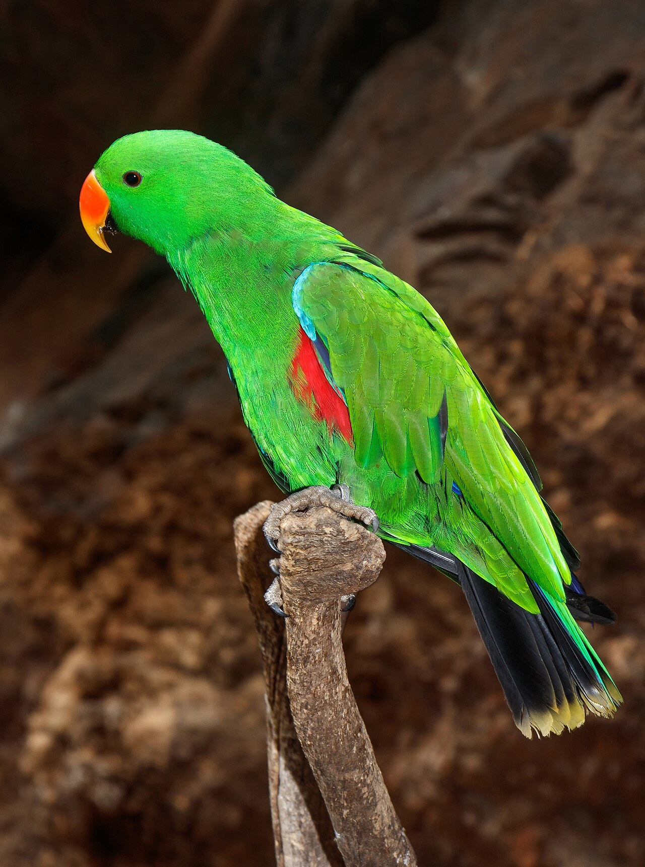 Eclectus parrot — photograph