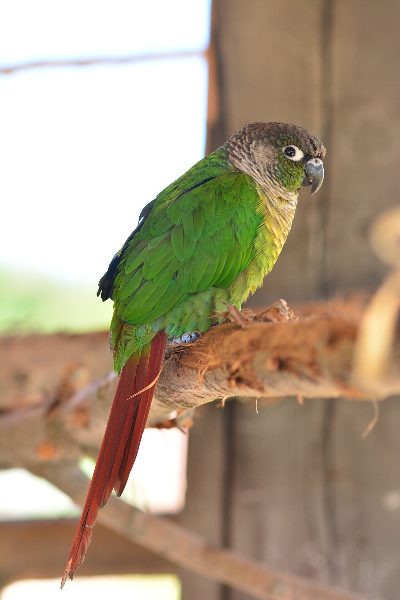 Green-cheeked conure — photograph