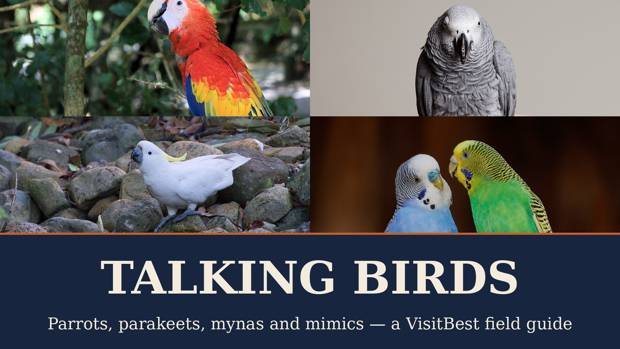 Talking Birds — VisitBest cover