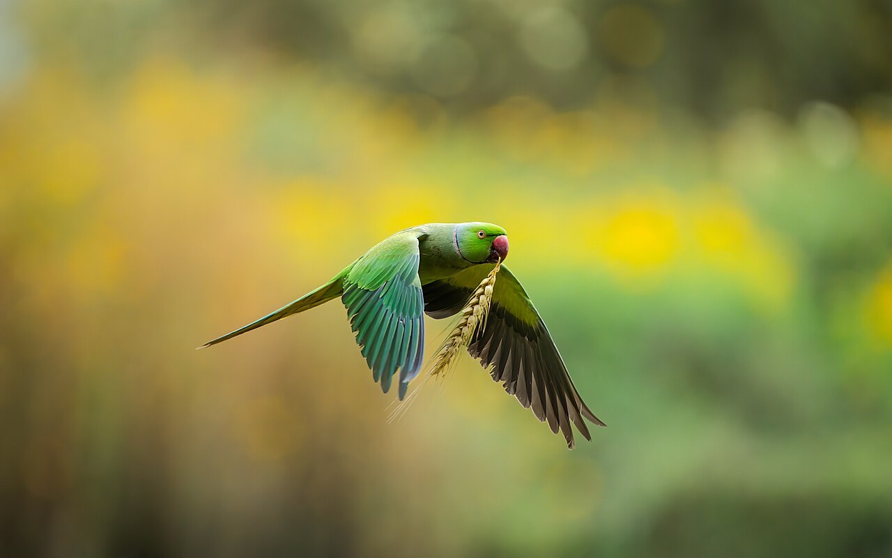 Indian ring-necked parakeet — photograph