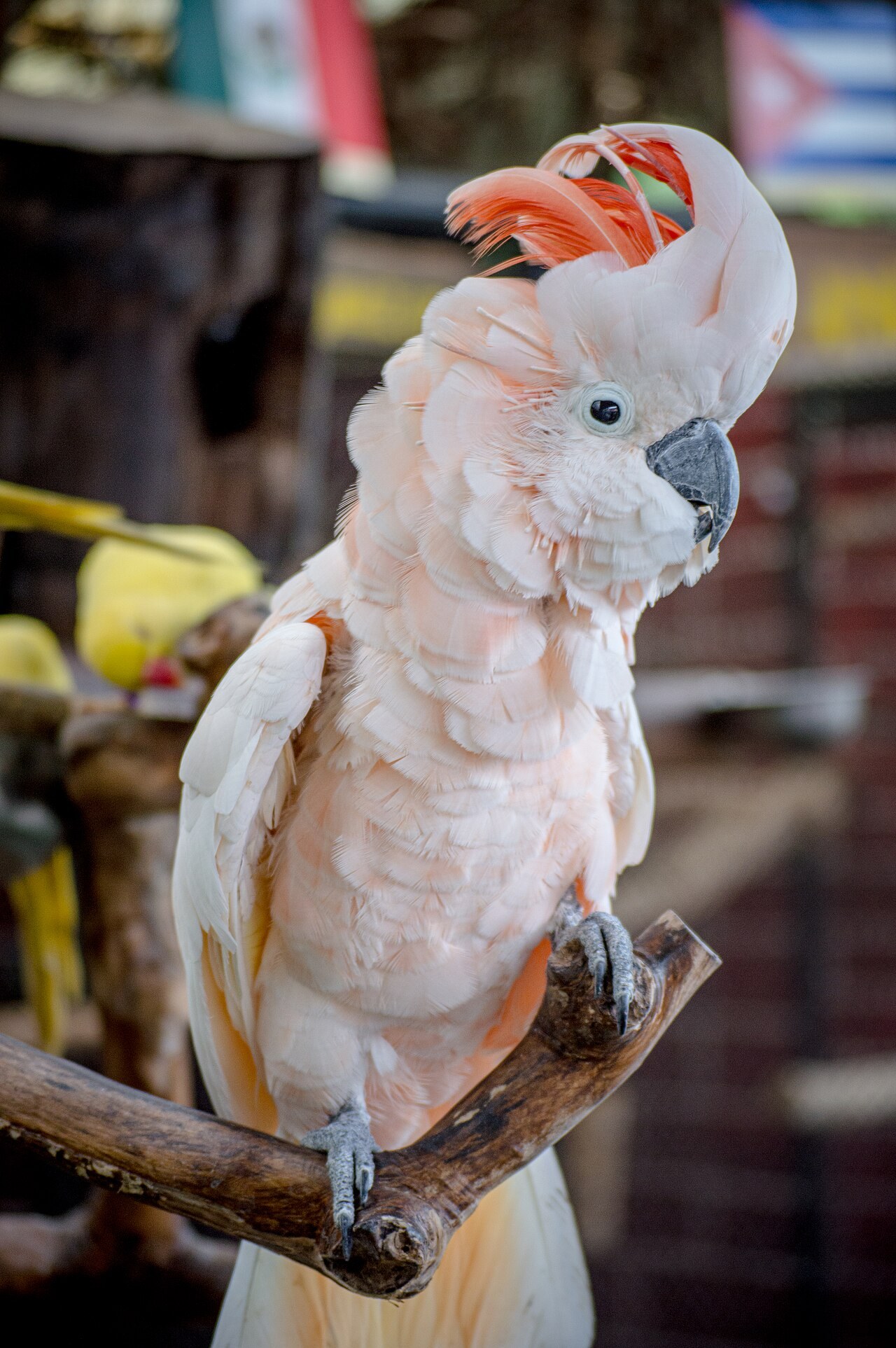 Moluccan cockatoo — photograph