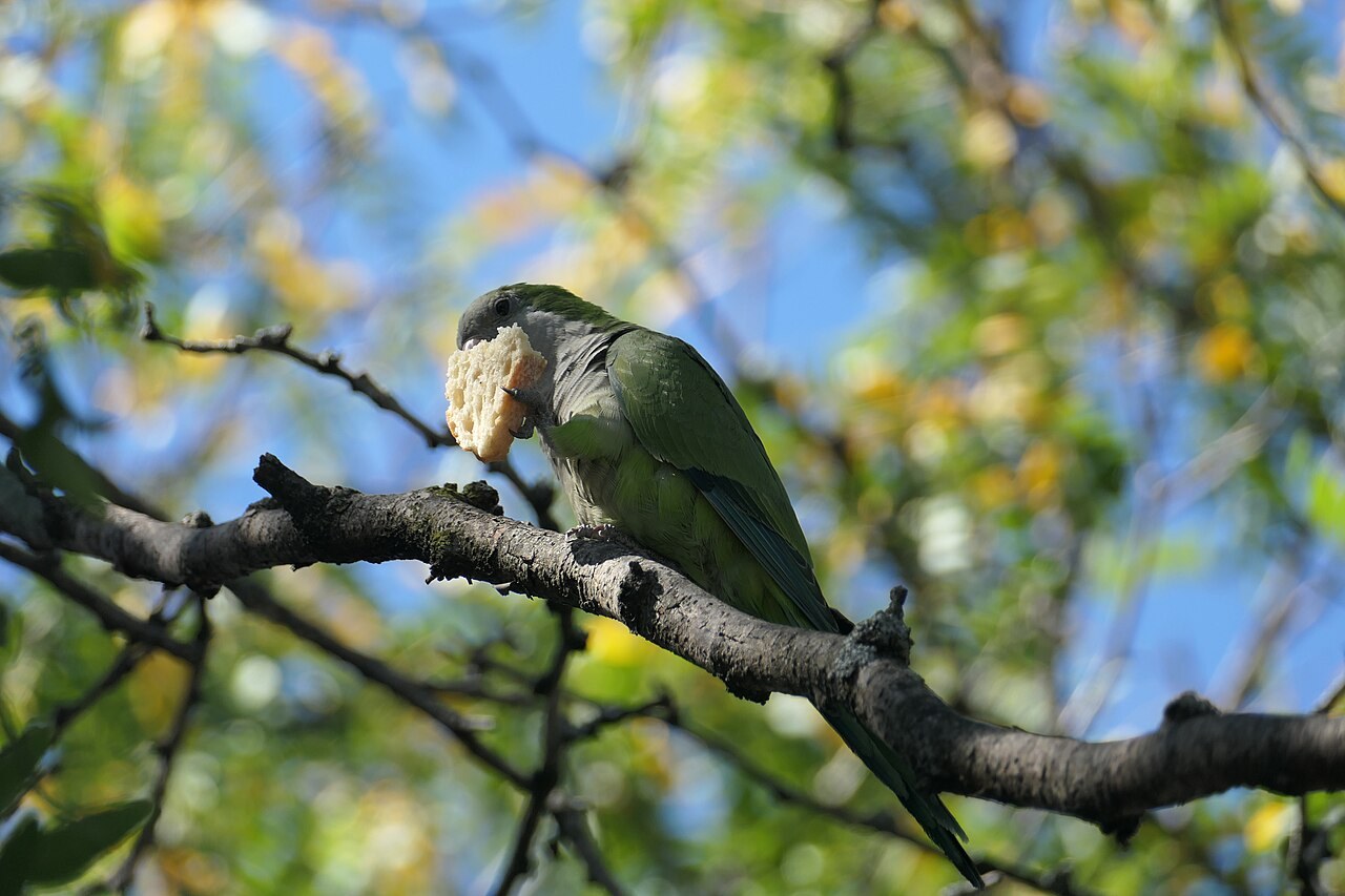 Monk parakeet — photograph