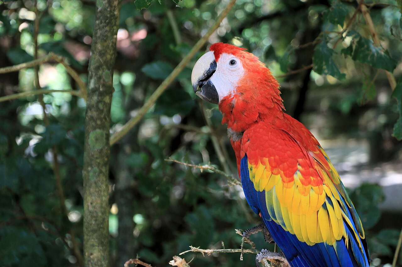 Scarlet macaw — photograph