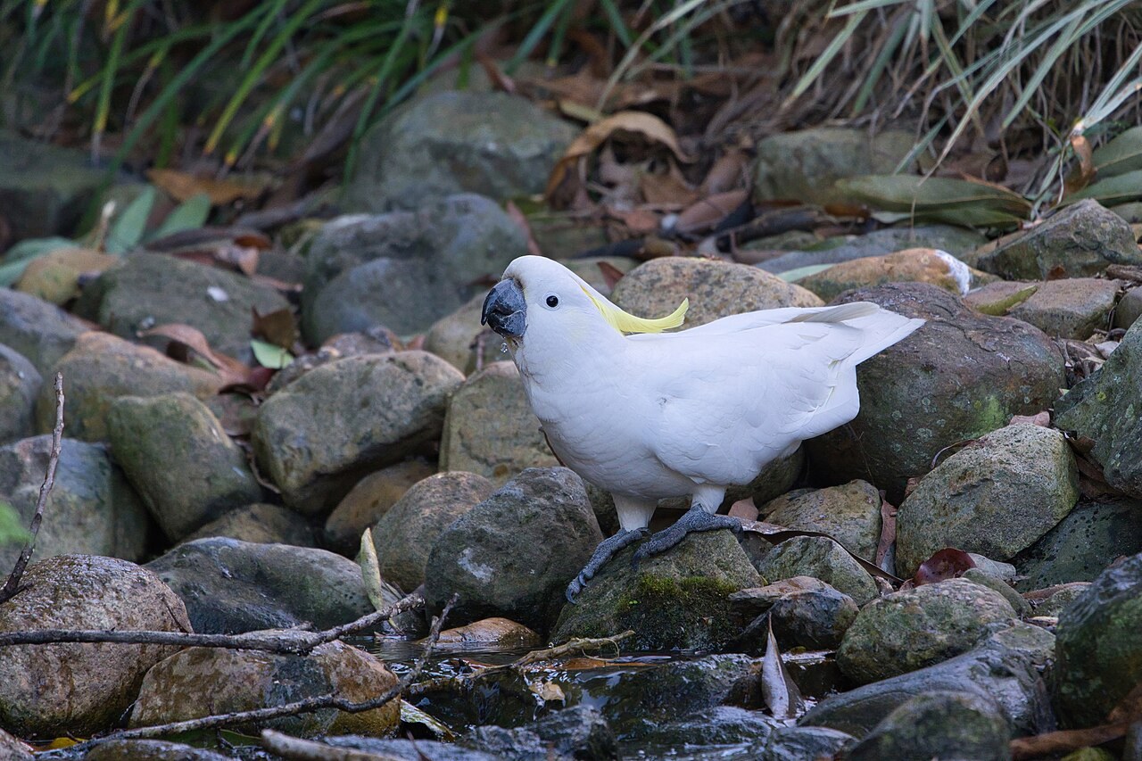 Sulphur-crested cockatoo — photograph