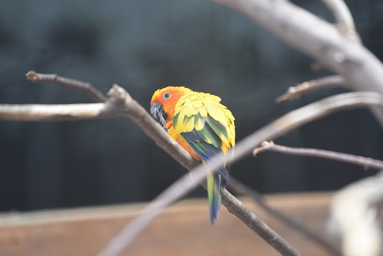 Sun conure — photograph