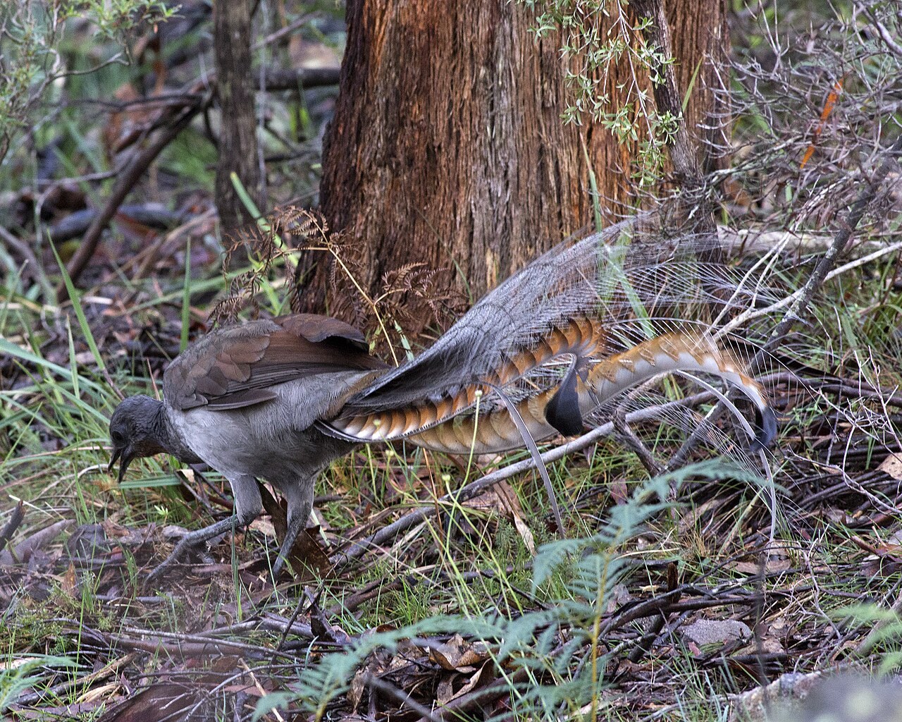 Superb lyrebird — photograph