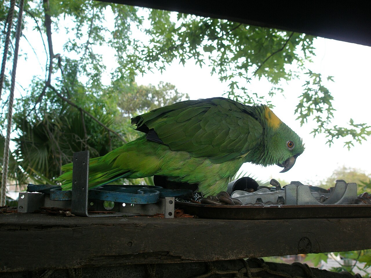 Yellow-naped amazon — photograph
