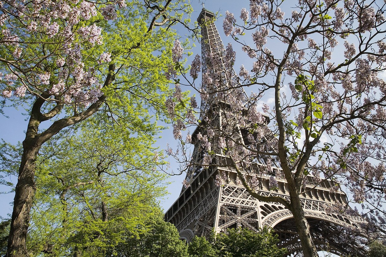 The Eiffel Tower seen through spring blossom in the Champ de Mars gardens, Paris