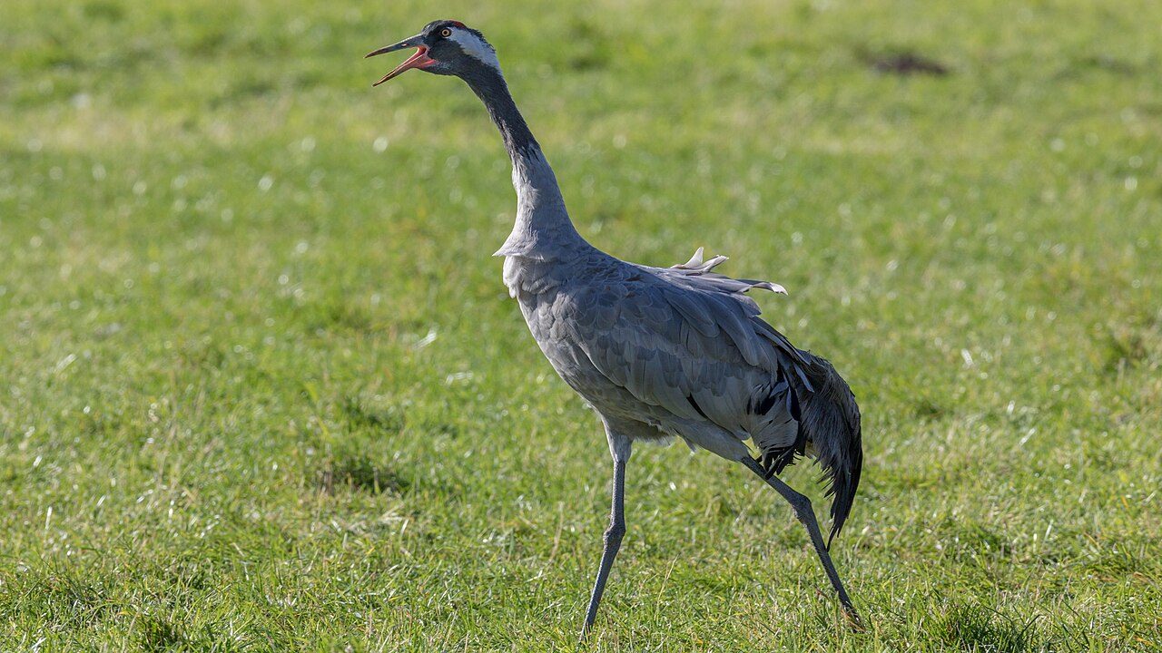 Common crane — photograph