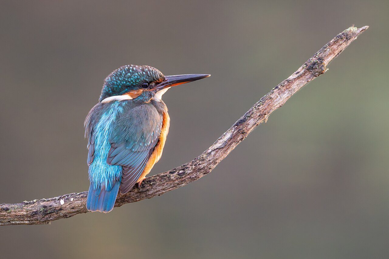 Common kingfisher — photograph