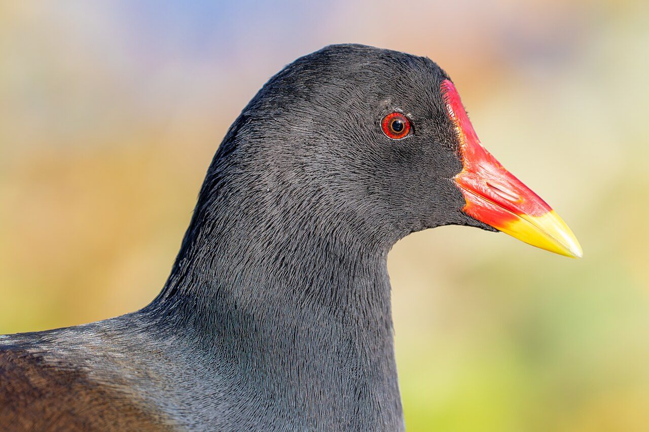 Common moorhen — photograph