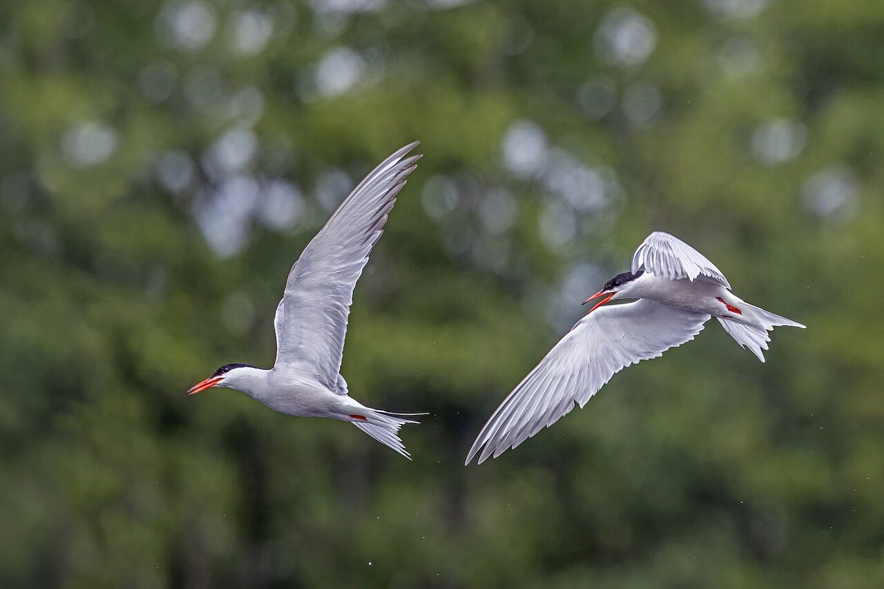 Common tern — photograph