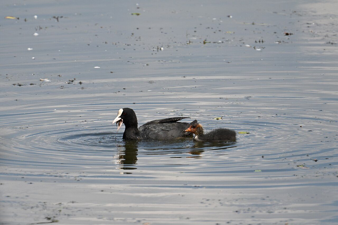Eurasian coot — photograph