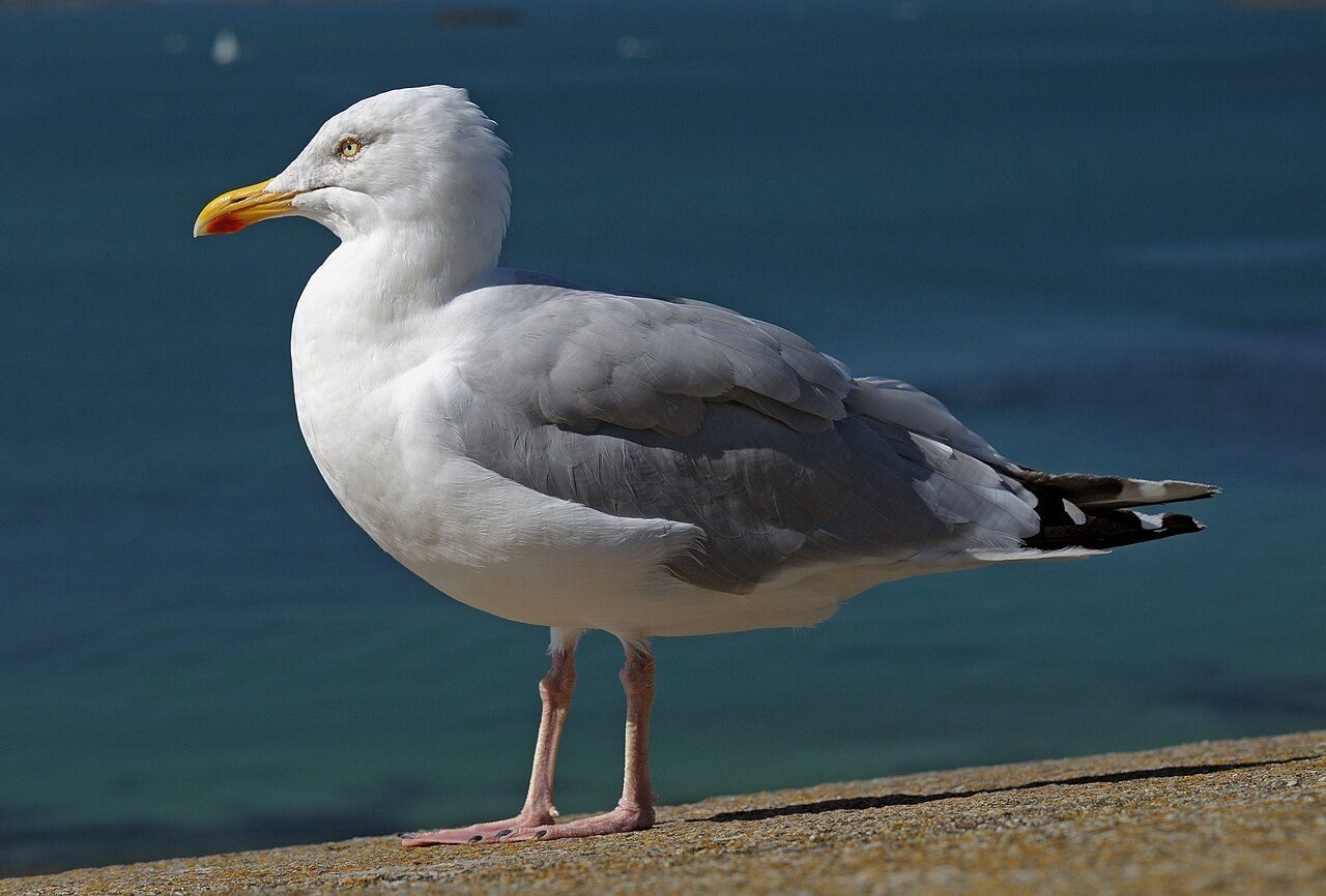 European herring gull — photograph