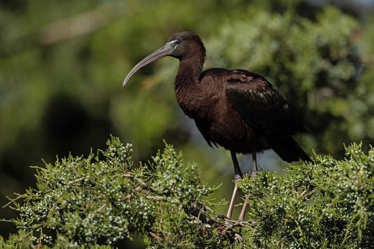 Glossy ibis — photograph